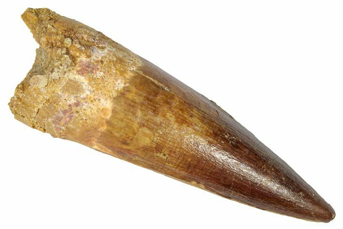 Real Fossil Spinosaurus Tooth - Beautiful Preservation #346282